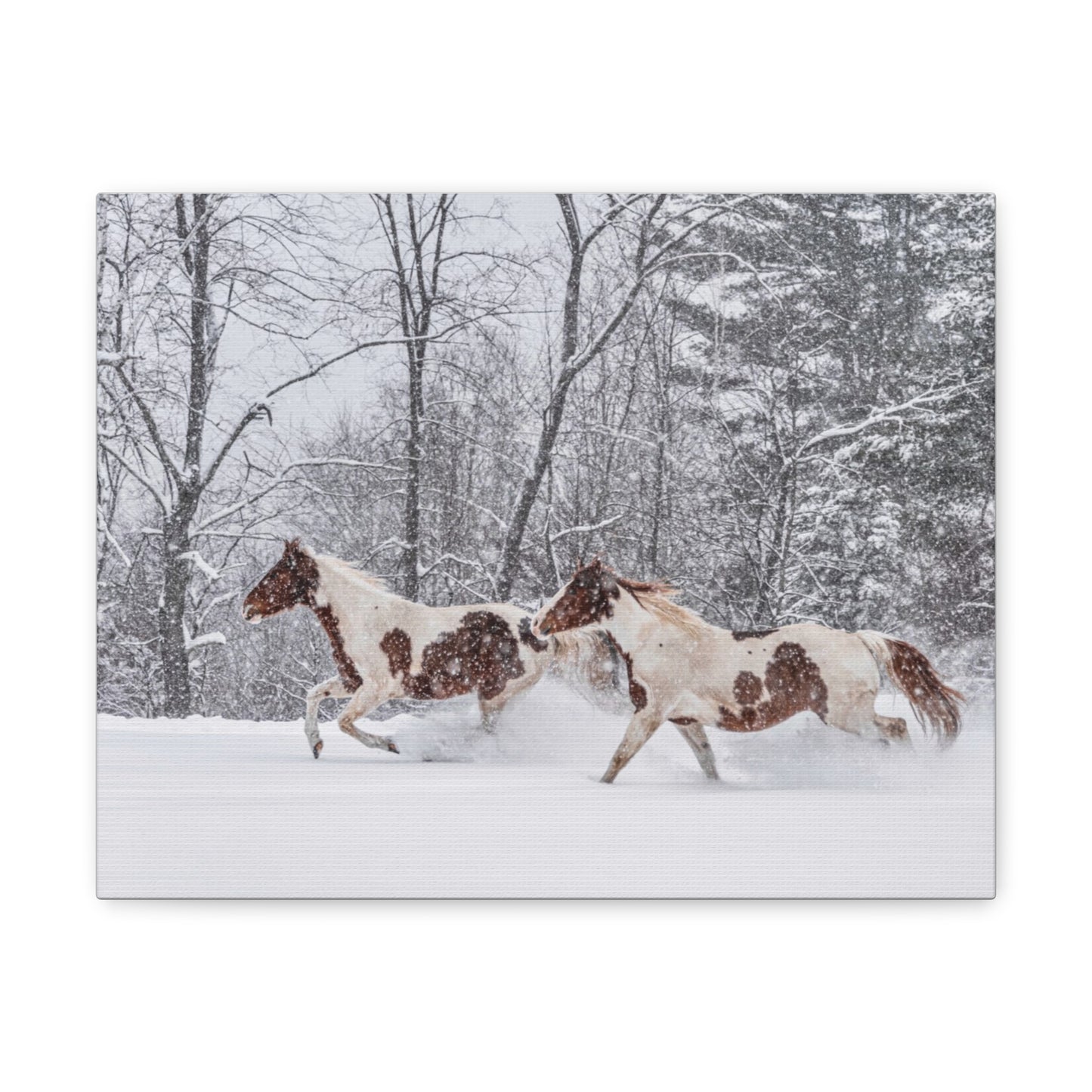 Cecil and Wrapper in the Maine snow 2023