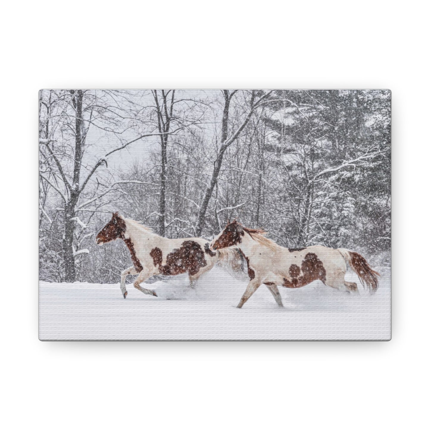 Cecil and Wrapper in the Maine snow 2023