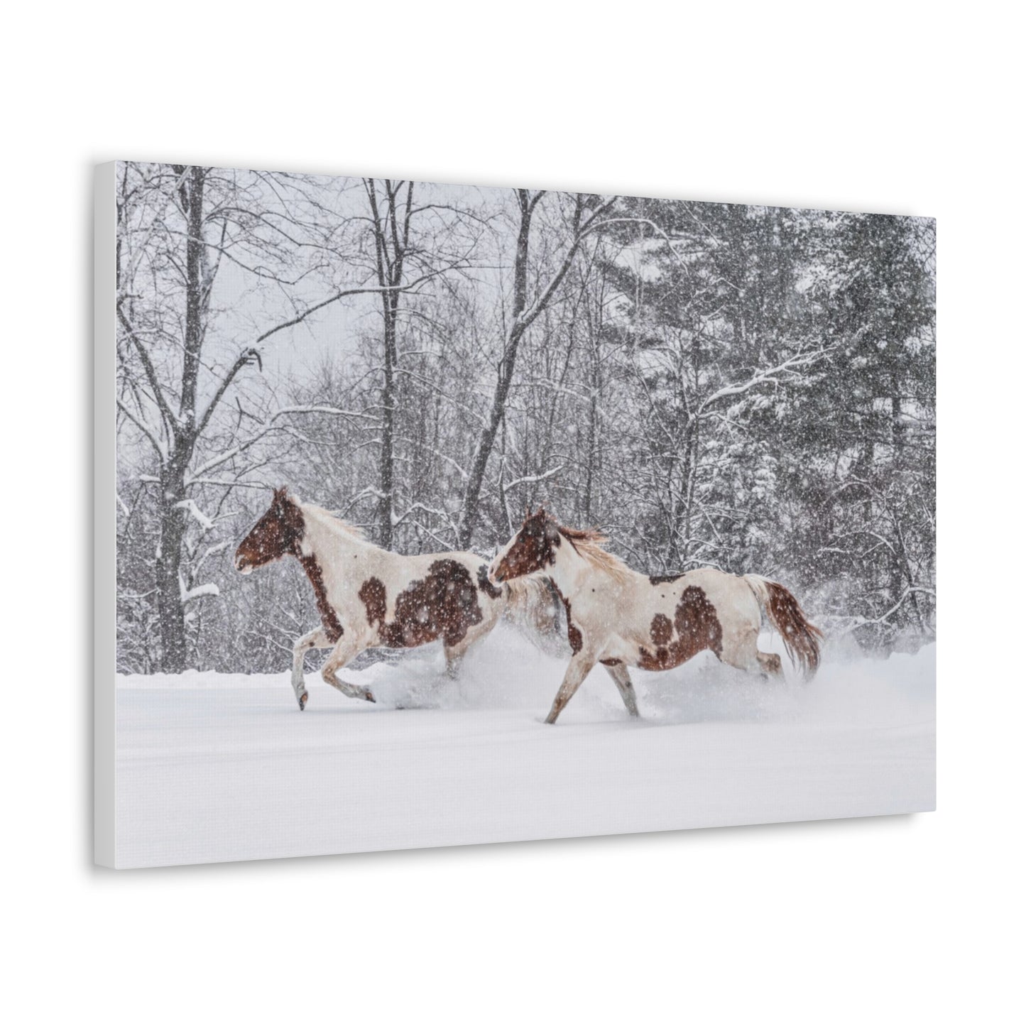 Cecil and Wrapper in the Maine snow 2023