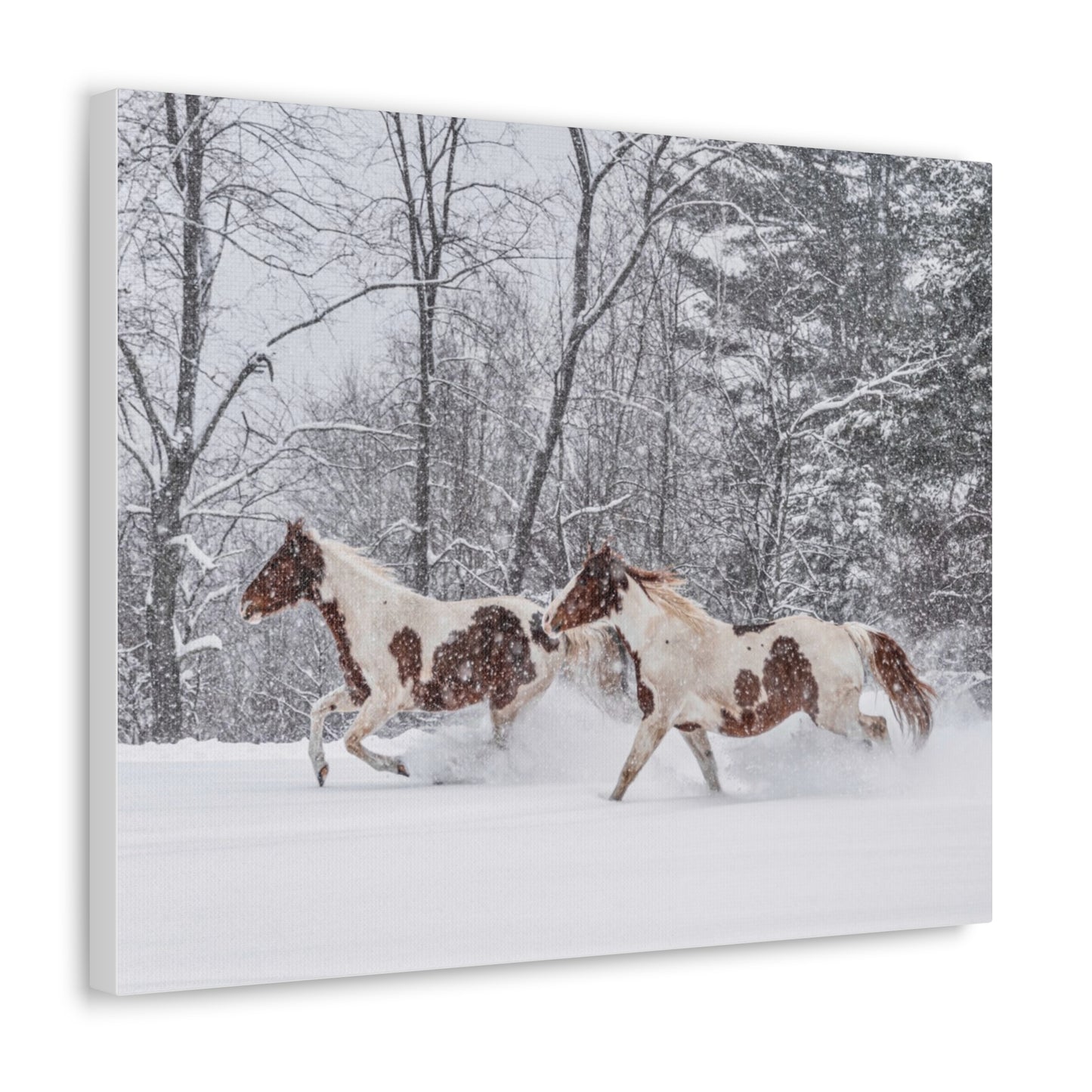 Cecil and Wrapper in the Maine snow 2023