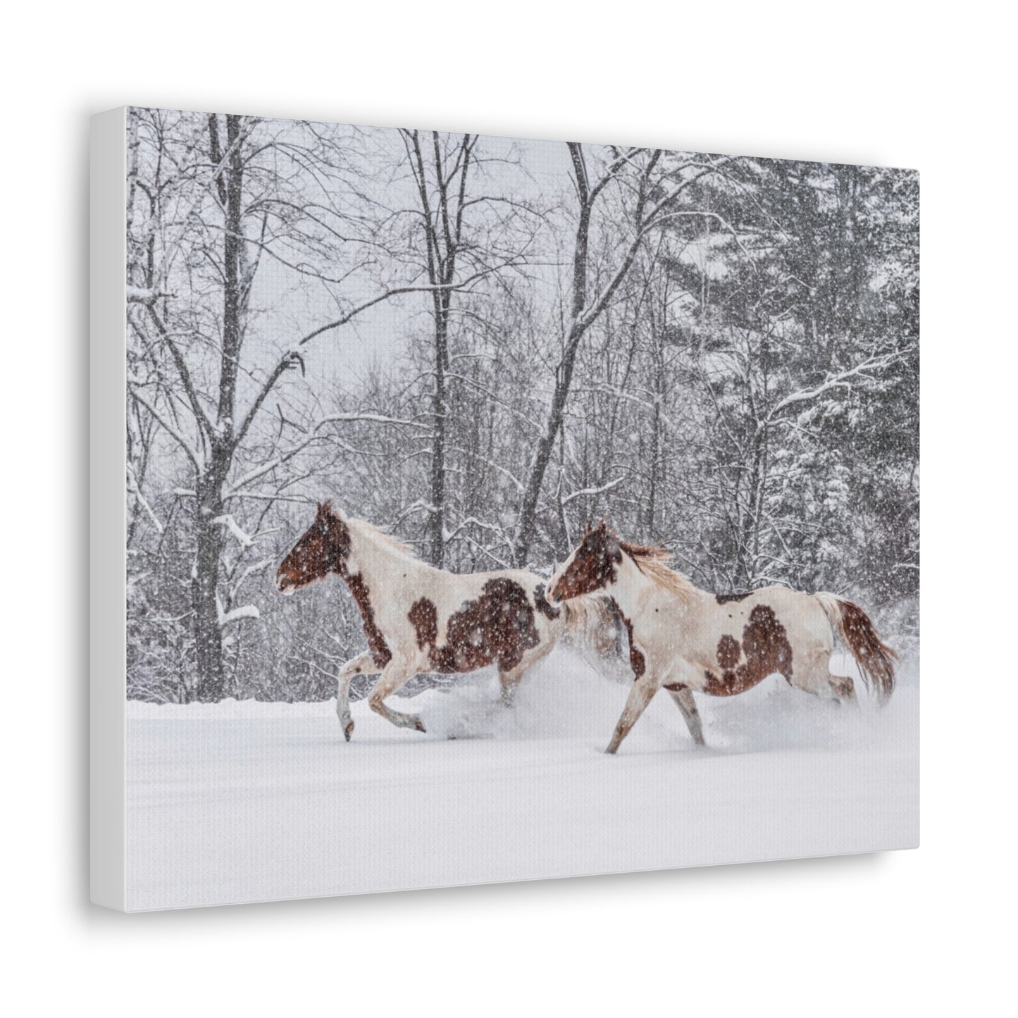 Cecil and Wrapper in the Maine snow 2023