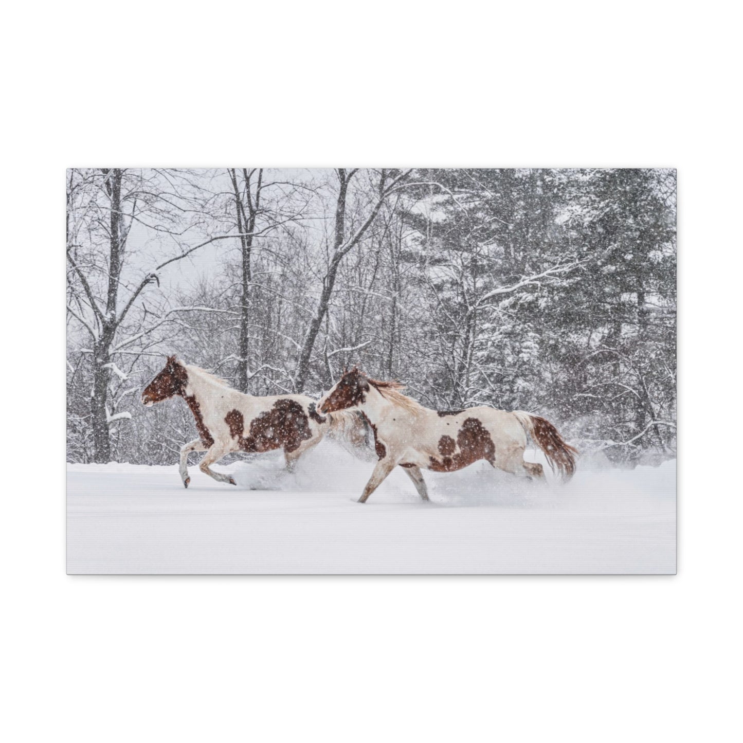 Cecil and Wrapper in the Maine snow 2023
