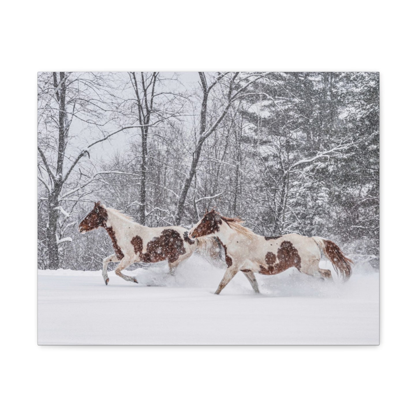 Cecil and Wrapper in the Maine snow 2023