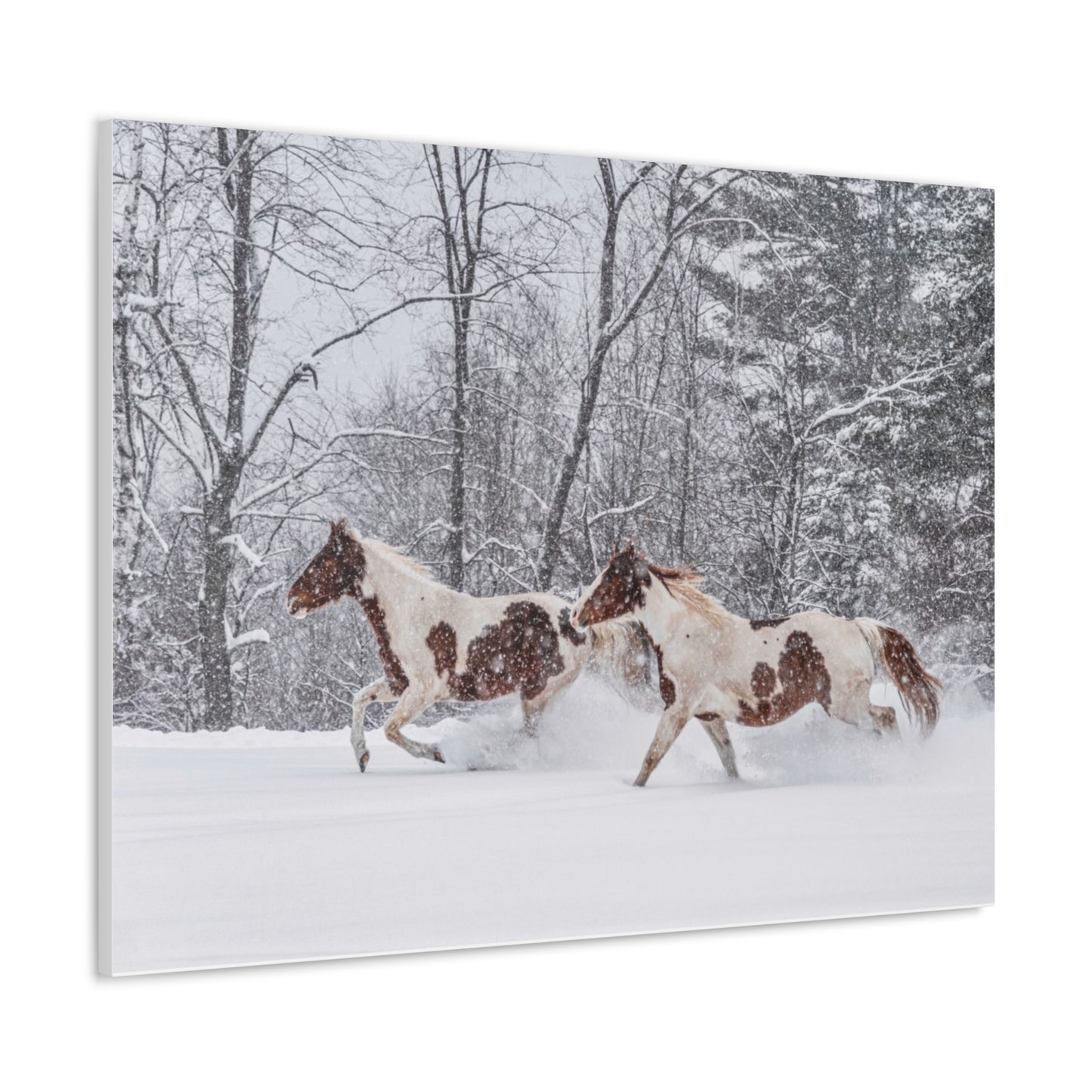 Cecil and Wrapper in the Maine snow 2023
