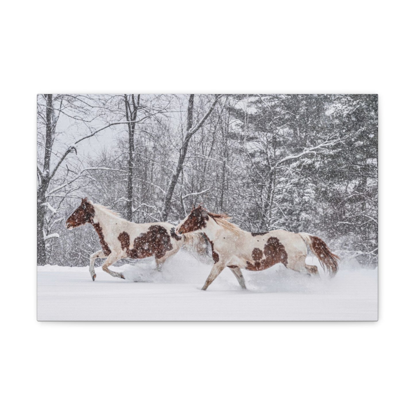 Cecil and Wrapper in the Maine snow 2023