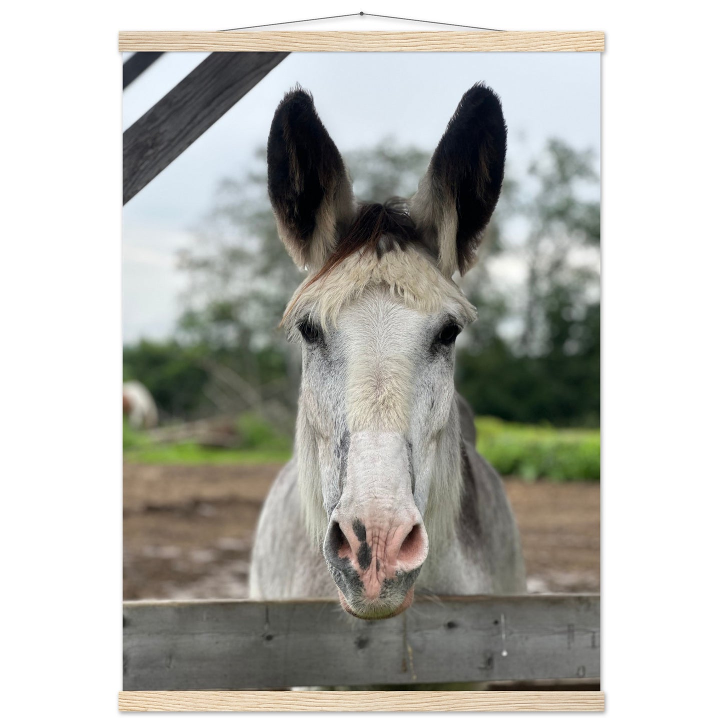 Harry the Donkey Paper Poster with Hanger