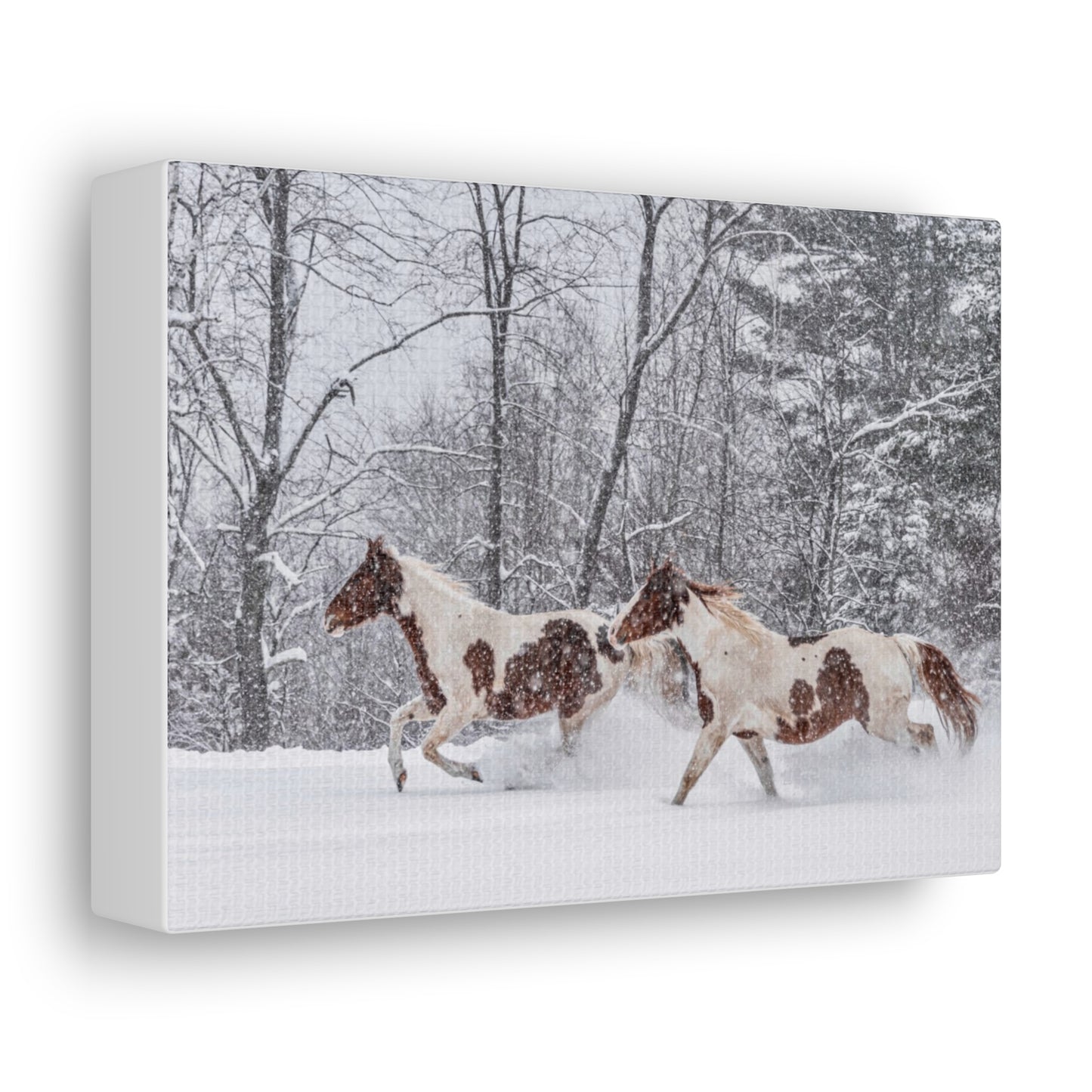 Cecil and Wrapper in the Maine snow 2023