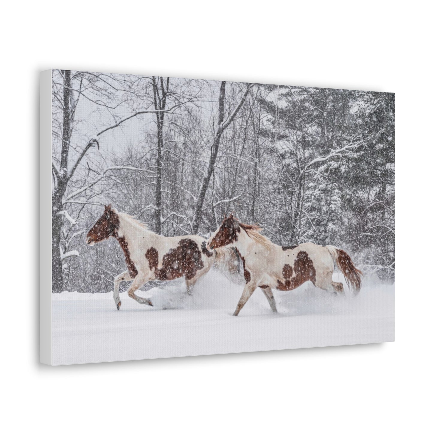 Cecil and Wrapper in the Maine snow 2023