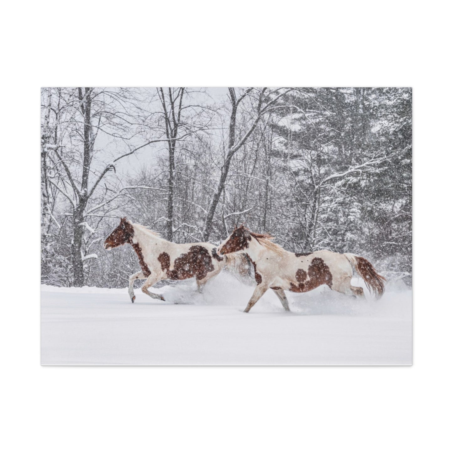 Cecil and Wrapper in the Maine snow 2023