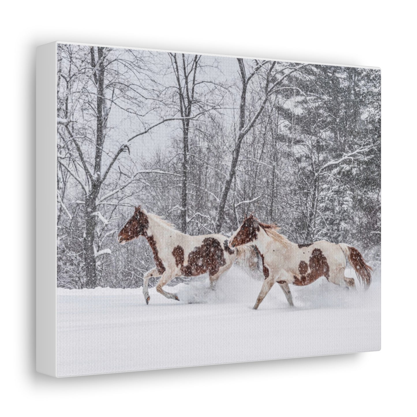 Cecil and Wrapper in the Maine snow 2023