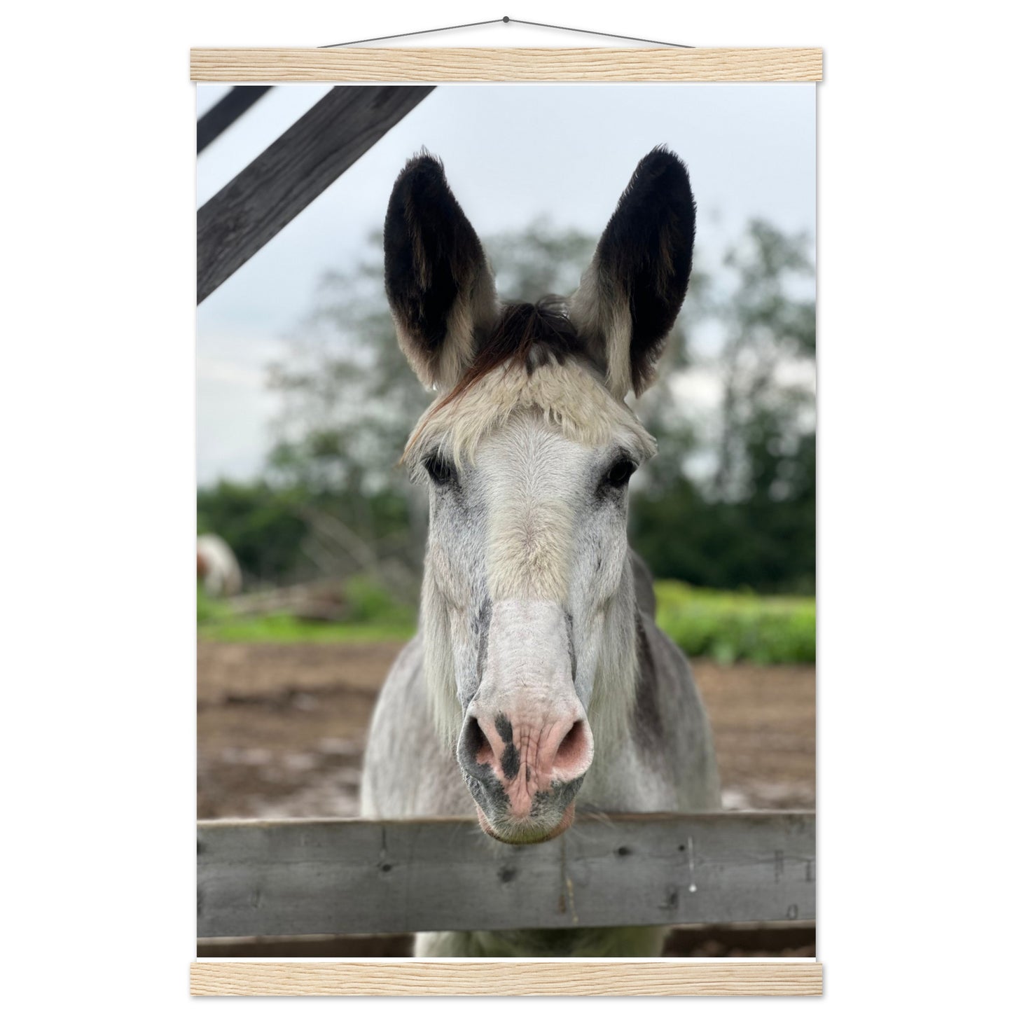 Harry the Donkey Paper Poster with Hanger
