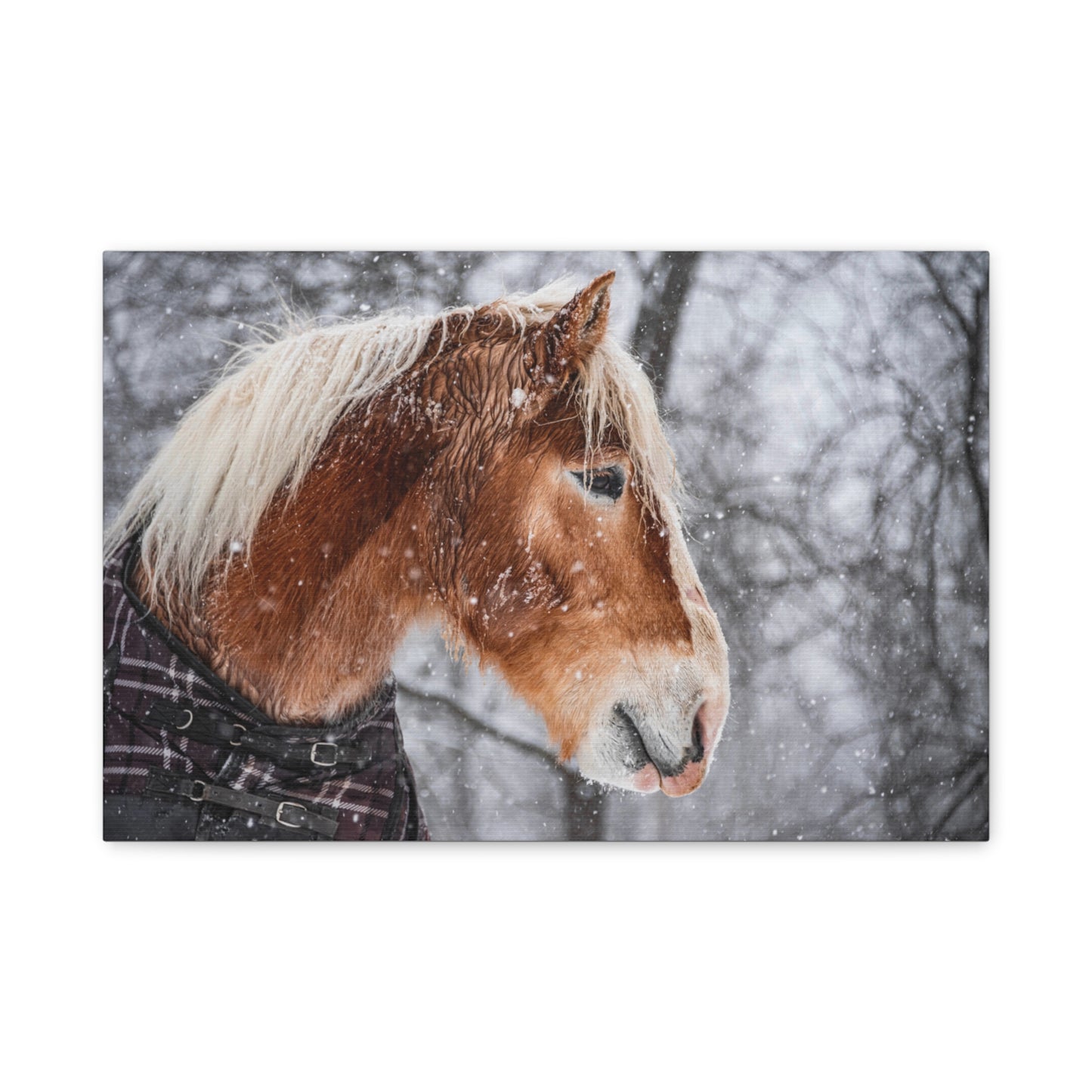 Taz in the Maine snow (2023) Matte Canvas, Stretched, 1.25"