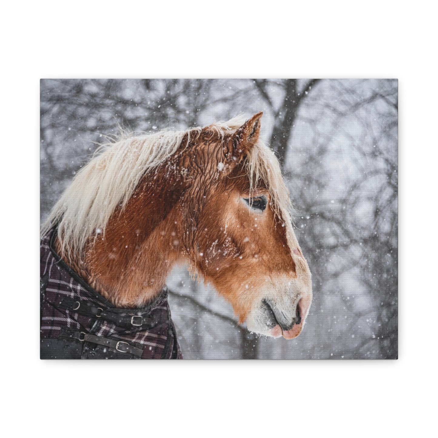 Taz in the Maine snow (2023) Matte Canvas, Stretched, 1.25"