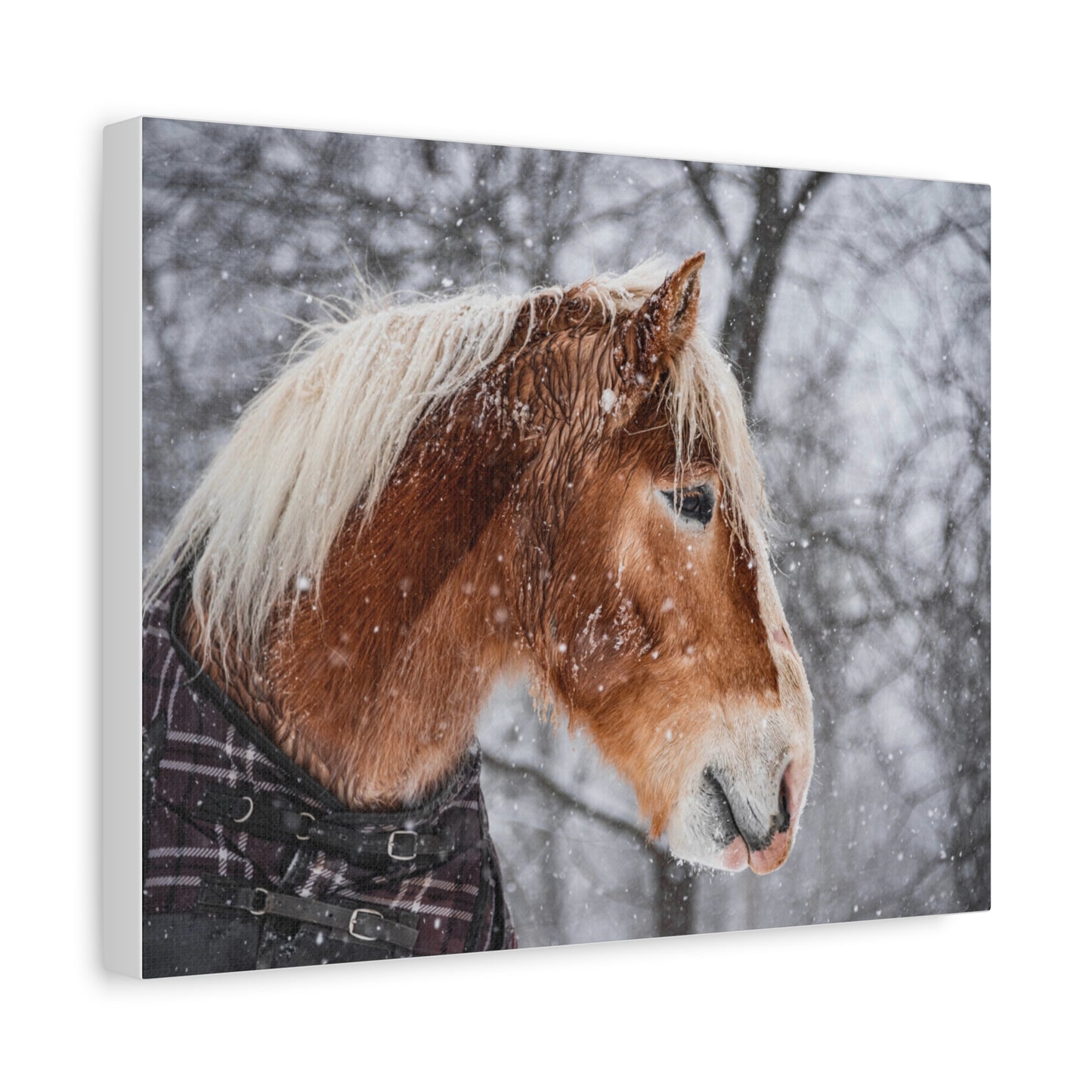 Taz in the Maine snow (2023) Matte Canvas, Stretched, 1.25"