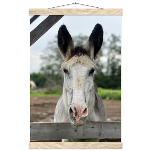 Harry the Donkey Paper Poster with Hanger