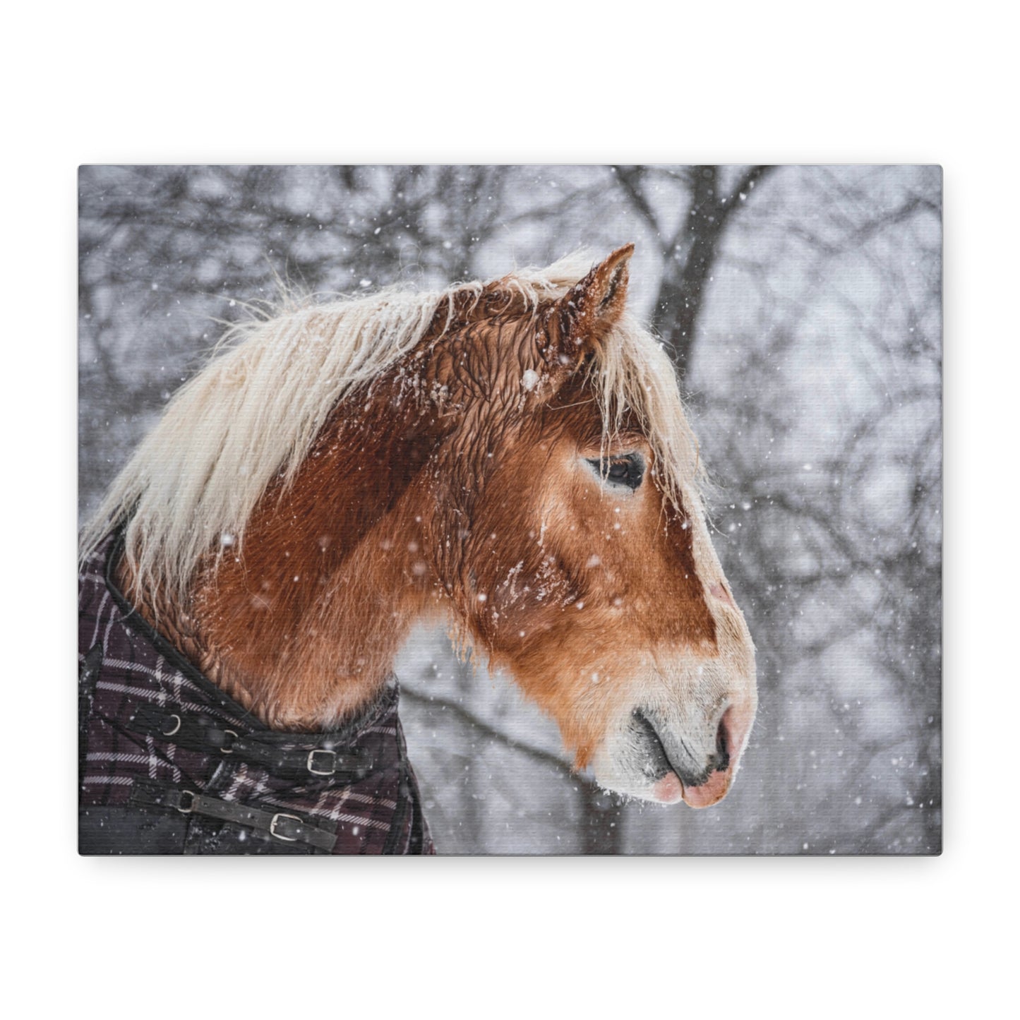 Taz in the Maine snow (2023) Matte Canvas, Stretched, 1.25"