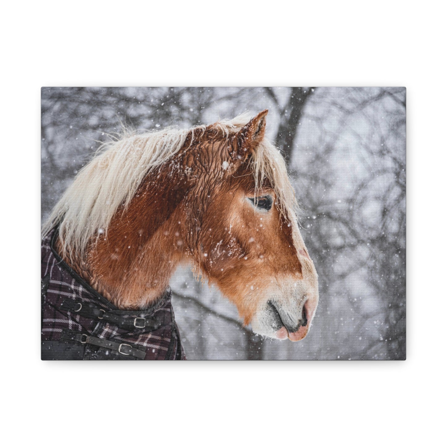 Taz in the Maine snow (2023) Matte Canvas, Stretched, 1.25"